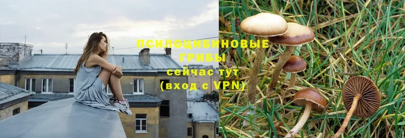 Галлюциногенные грибы GOLDEN TEACHER  Краснообск 